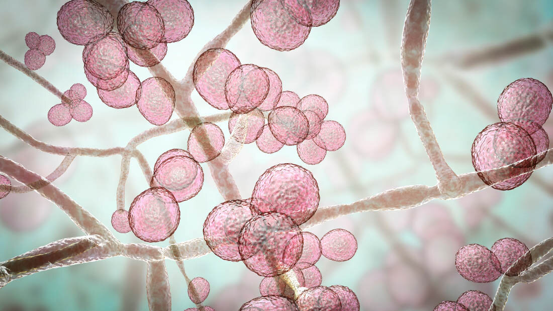 Candida.jpg Candida auris
