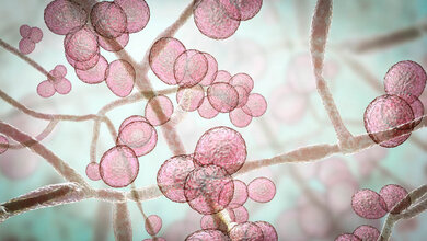 Candida auris