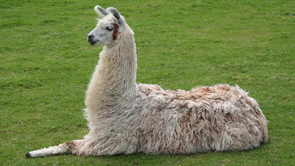 Tiergestützte Therapie