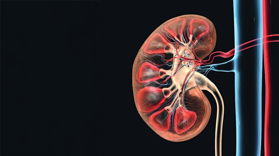 Transparente schematische Darstellung der Niere