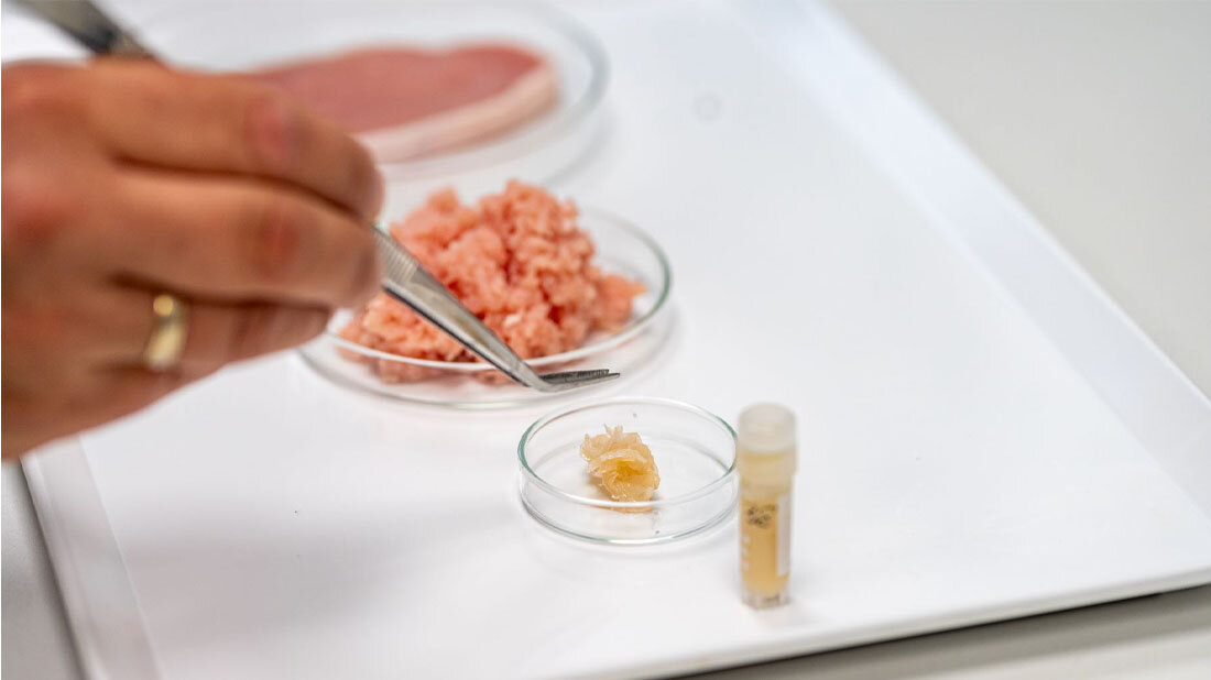 Schweinefleisch aus dem Bioreaktor