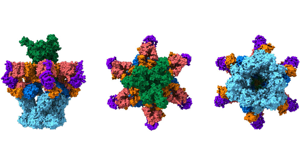 Modell_des_jetzt_entschluesselten_Sekretionssystems_des_Mycobacteriums_tuberculosis_Sebastian_Geibel.jpg Modell des jetzt entschlüsselten Sekretionssystems des Mycobacteriums tuberculosis