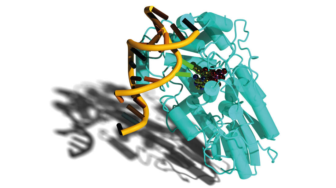 Photolyase.jpg Photolyase