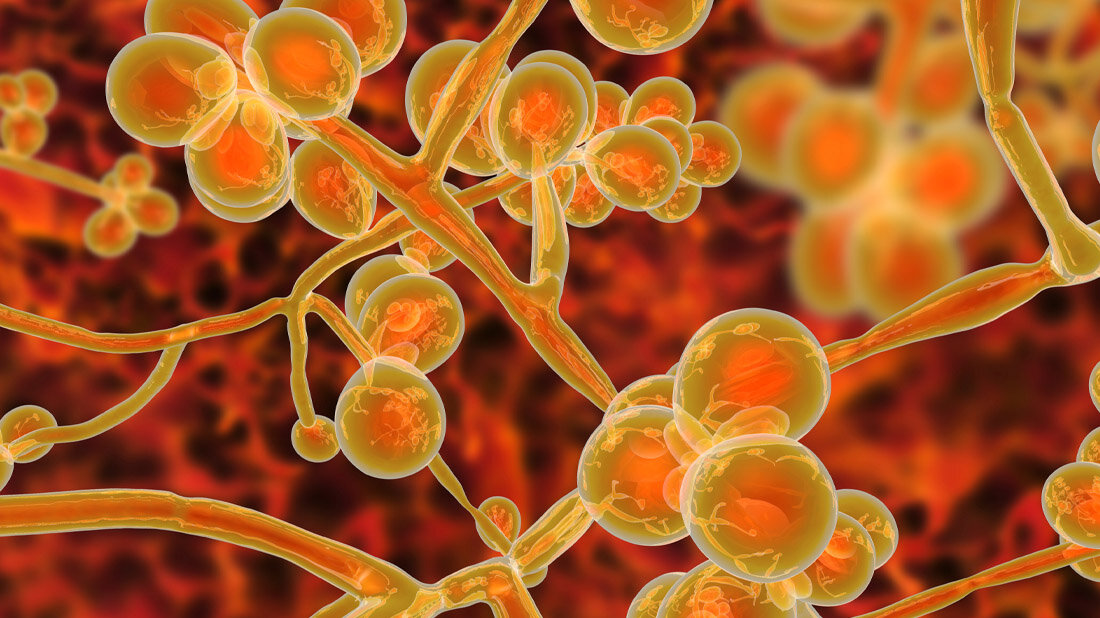 Candida_auris.jpg Symbolbild für Candida auris