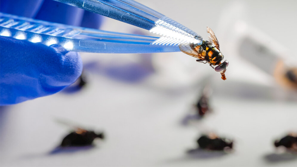 Schmeißfliege (Calliphora sp.) 