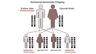 Diagnostik Li-Fraumeni-Syndrom