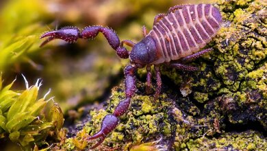 Bücherskorpion (Chelifer cancroides)