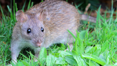 Rattus_norvegicus_By_Dunpharlain_Own_work_CC_BY_SA_4_0_wikimedia.jpg Rattus norvegicus