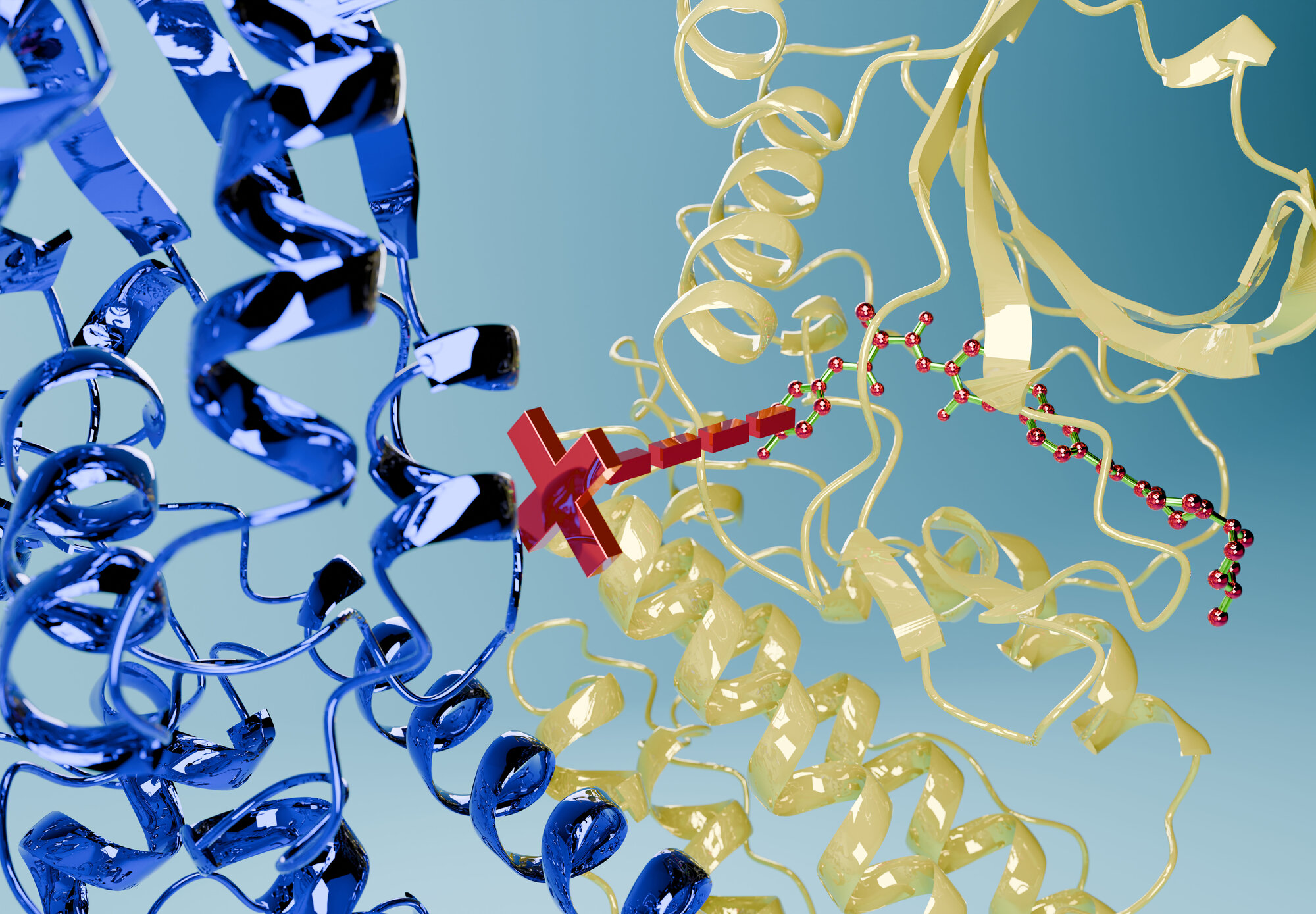 Darstellung des Aufbaus des Proteins TKUL.