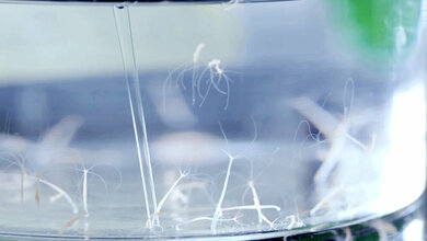 Beispiel des Süßwasserpolypen Hydra 