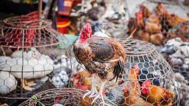 Lebendgefluegel-Markt.jpg Vogelgrippe: Droht die Übertragung von Mensch zu Mensch?