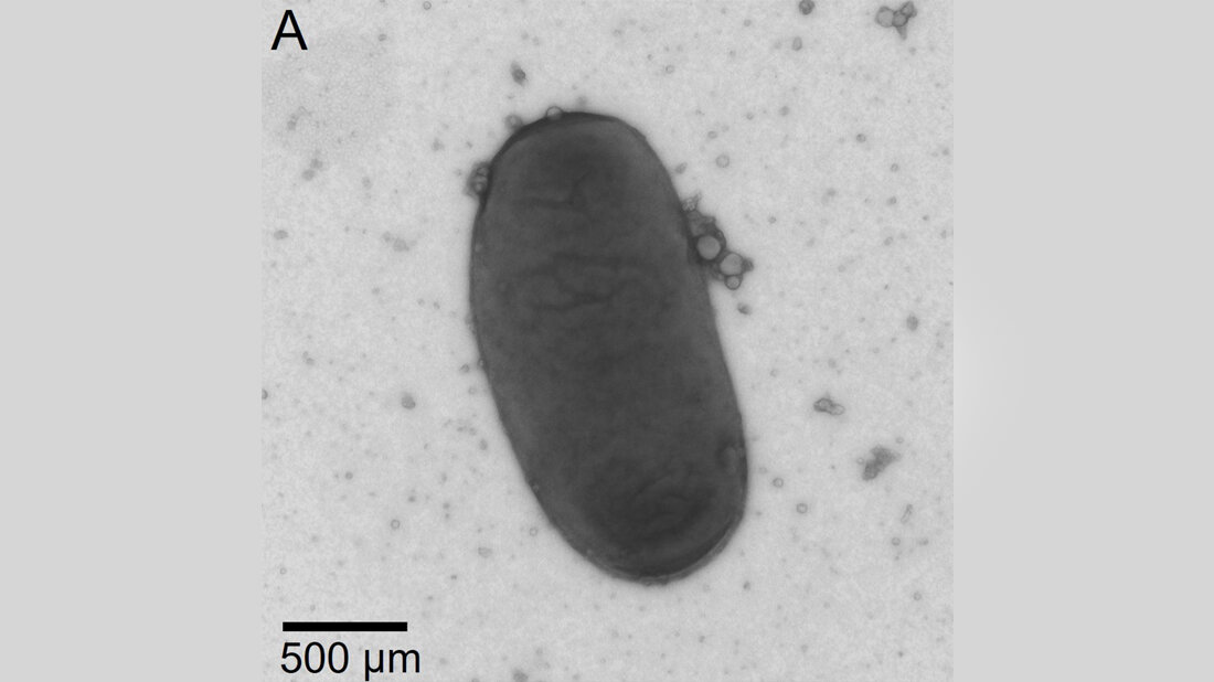 Neue_Bakterien.jpg Neu entdeckte Bakterien