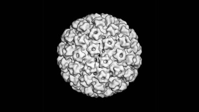 hpv-modell_DKFZ.jpg Modell eines humanen Papillomvirus