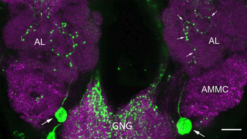 Appetitzügler für Blutsauger