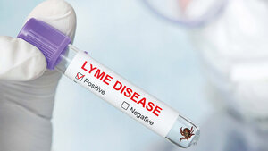 Title picture of the expert article with important facts on Lyme disease