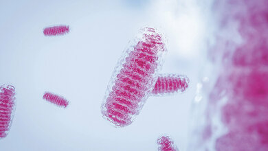 Titelbild des Fachbeitrags über das Kearns-Sayre-Syndrom: Mitochondrien