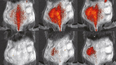 Immunzellen_S.GranundL.Honold_etal_Theranostics2018_8.jpg Immunzellen