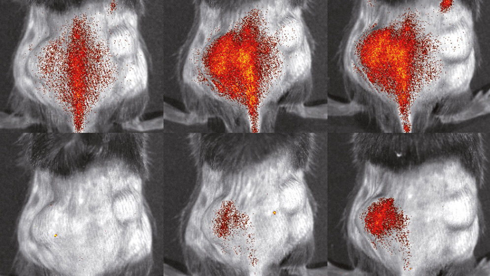 Immunzellen_S.GranundL.Honold_etal_Theranostics2018_8.jpg Immunzellen
