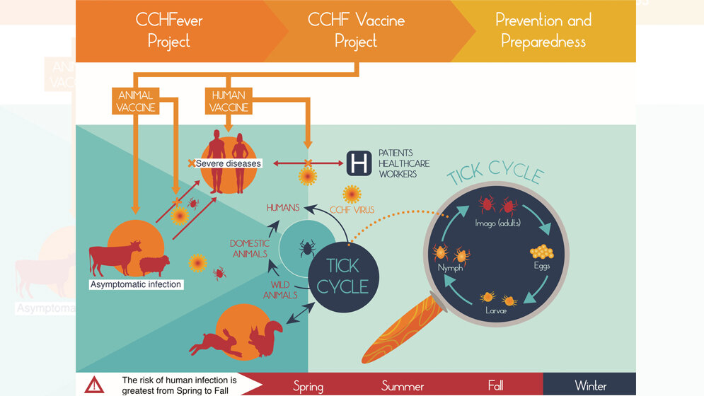 Transmissionszyklus des Krim-Kongo-Fieber-Virus (CCHFV)