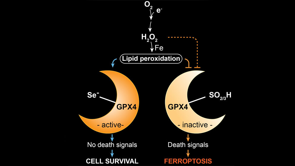Zusammenfassung der Ergebnisse