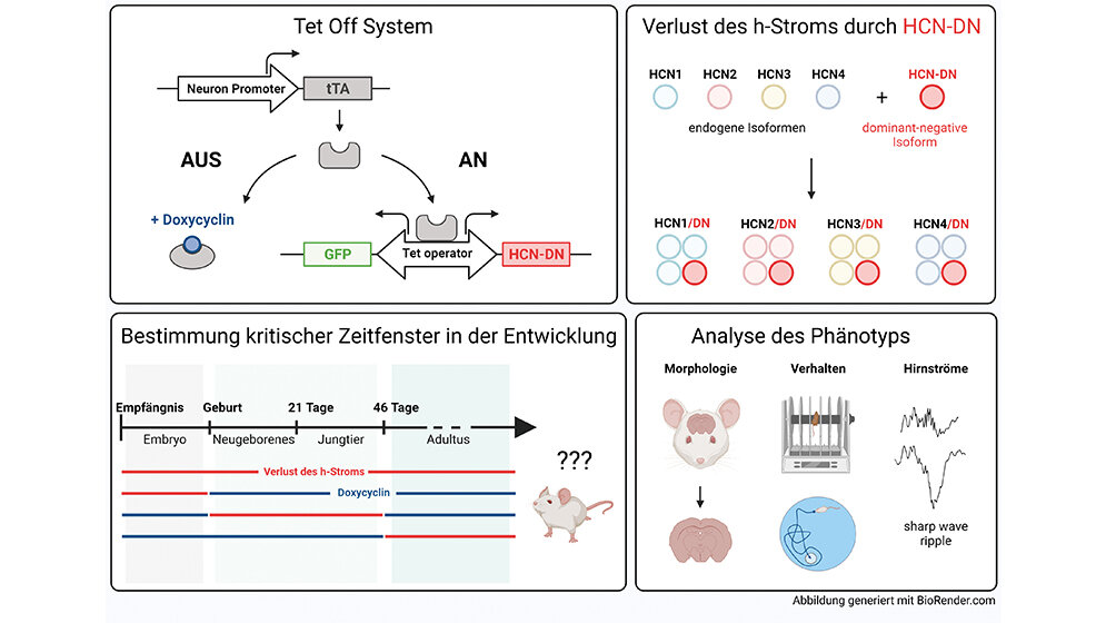 Therapieresistente, frühkindliche epileptische Enzephalopathien