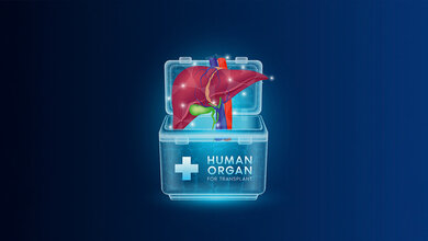 Grafik einer Leber die in eine Box für menschliche Organe gelegt wird