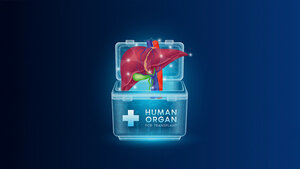 Grafik einer Leber die in eine Box für menschliche Organe gelegt wird