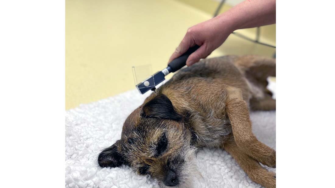 Teilnehmer für Hundestudie gesucht