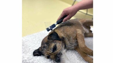 Teilnehmer für Hundestudie gesucht