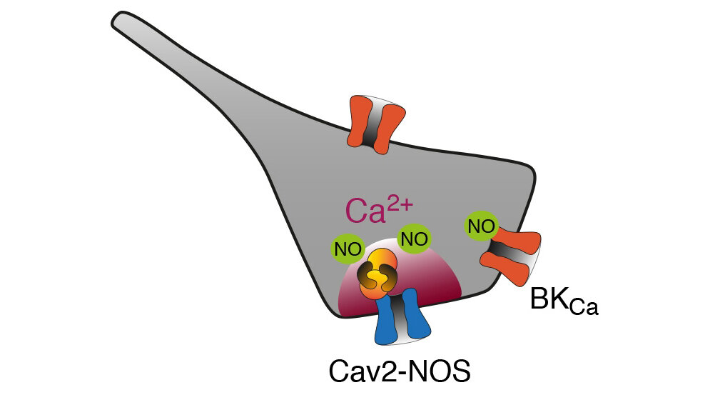 Elektro-chemische Kopplung durch Superkomplexe
