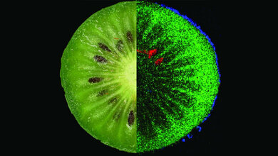 Inhaltsstoffe einer Kiwi