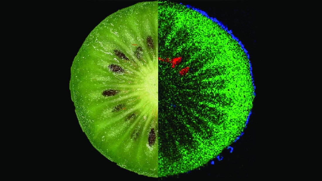 Inhaltsstoffe einer Kiwi