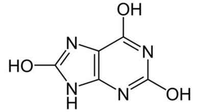 Harnsäure – Gicht – Metabolische Störungen Labordiagnostik