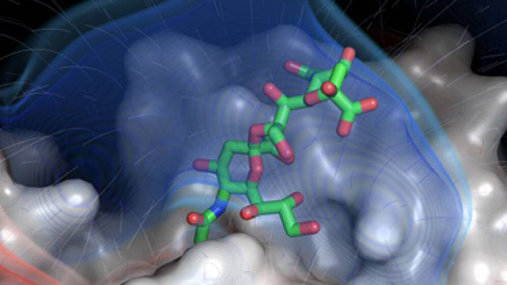 Modell des Knopfes des kurzen Faserproteins des Adenovirus 52