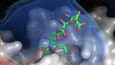 Modell des Knopfes des kurzen Faserproteins des Adenovirus 52