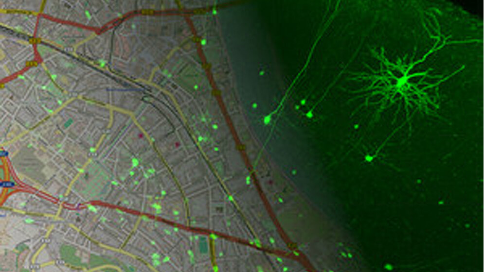 Neuronaler_Signalweg_DZNE_Daniel_Justus_Open_Street_Map.jpg Neuronaler Signalweg