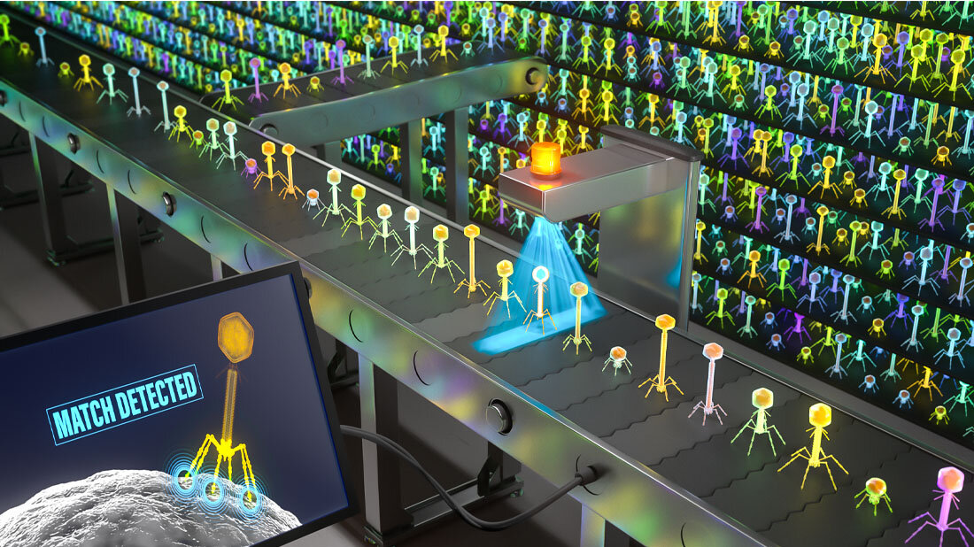 Symbolbild für PhARIS (Phage Aureus RBP Identification System)