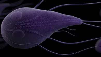 Giardia intestinalis Abbildung eines Protozoons