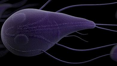 Abbildung eines Protozoons