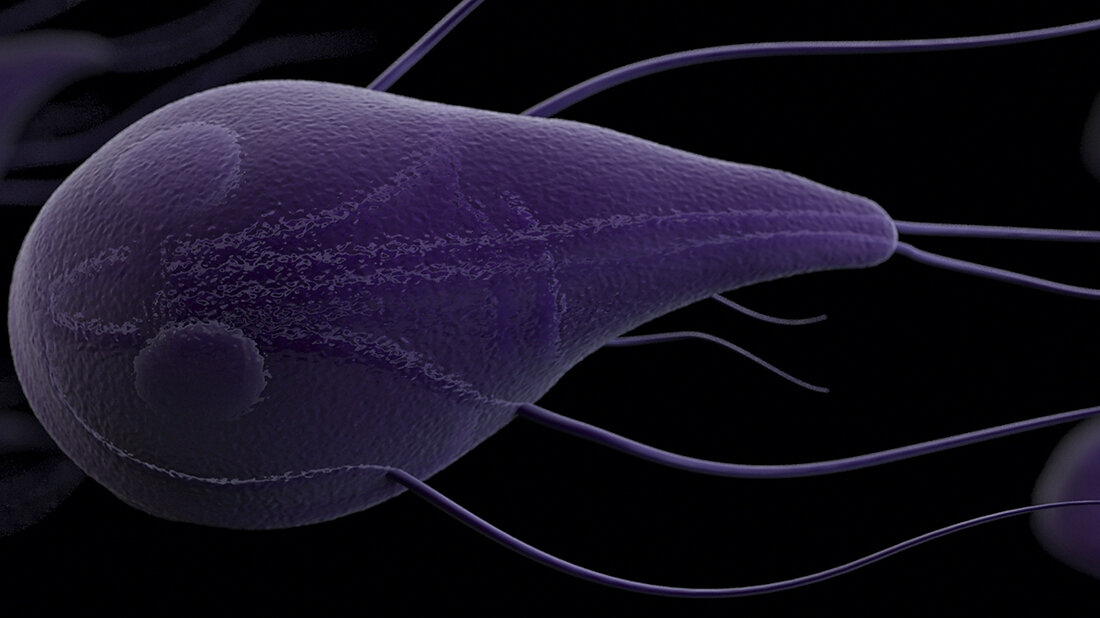 Giardia intestinalis Abbildung eines Protozoons