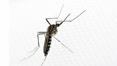 Aedes koreicus