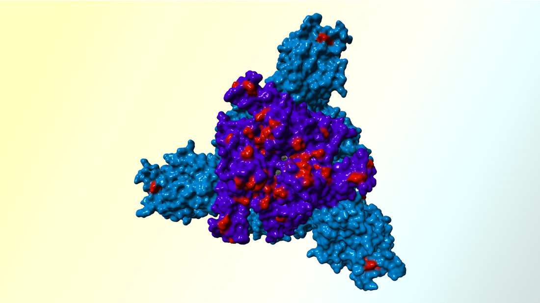 omikron_spike.jpg Schematische Darstellung des Spike-Proteins der Omikron-Variante