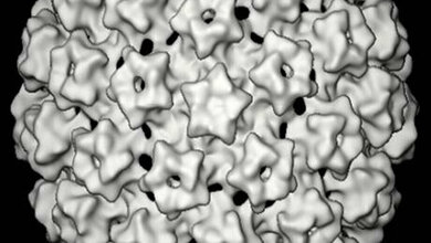 newsimage279458.jpg Gebärmutterhalskrebs