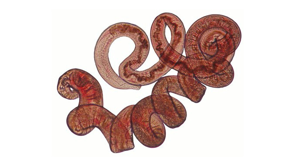 Heligmosomoides polygyrus 