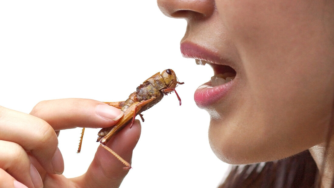 Insekten als Lebensmittel: Überzeugen mit zusatzinfos