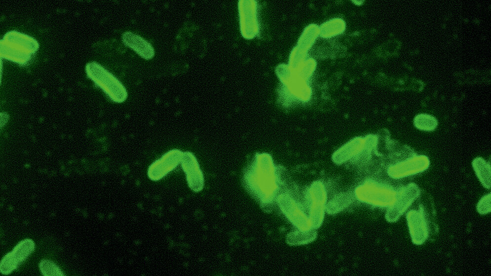 Ausbrüche von schweren Infektionskrankheiten
