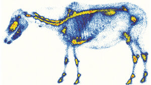 Radiologie in der Pferdemedizin