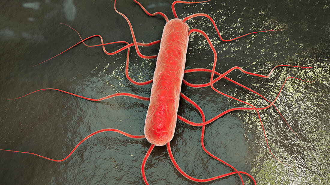 Listeria monocytogenes