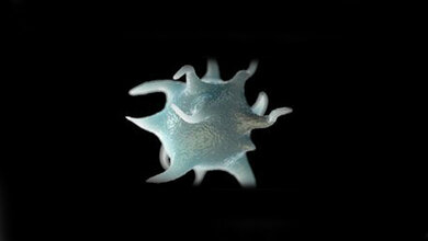 thrombozyt_Uni_Mainz_10082016.jpg Thrombozyt