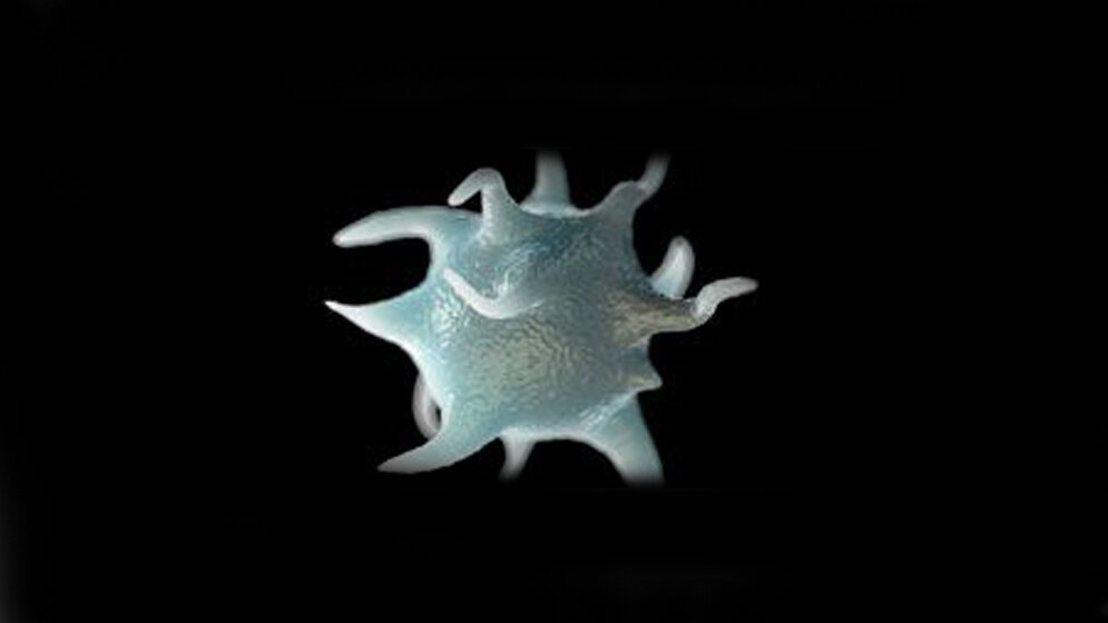 thrombozyt_Uni_Mainz_10082016.jpg Thrombozyt